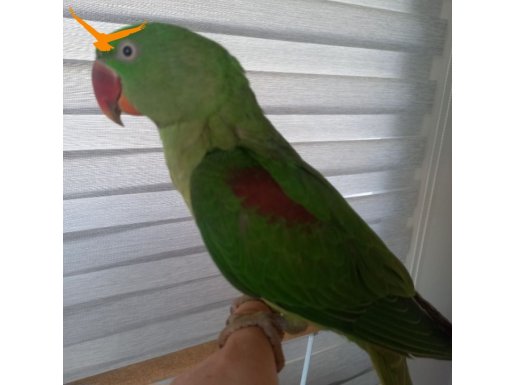 UYSAL ERKEK YAVRU 2025 DOGUMLU ALEXANDER 