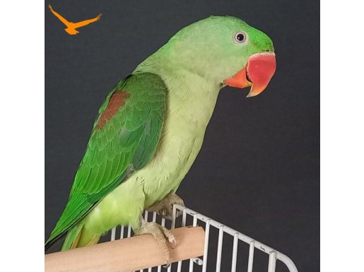 ALEXANDER JUMBO BOY  YAVRU 