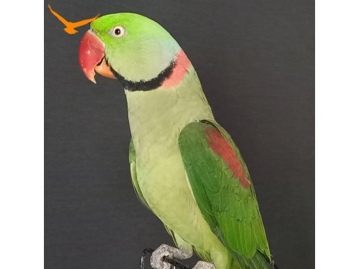 KALEM GİBİ ALEXANDER ERKEK JUMBO BOY 