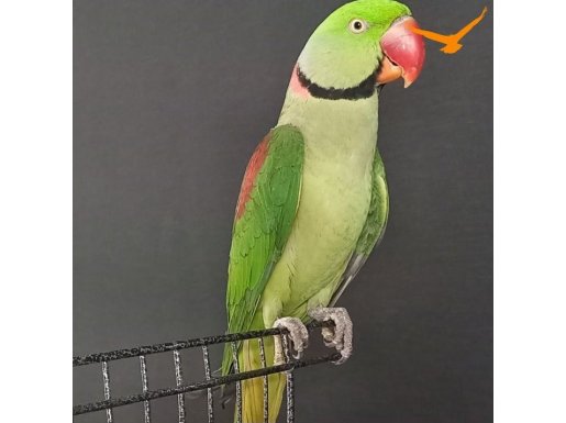 ERKEK JUMBO BOY EĞİTİME AÇIK 