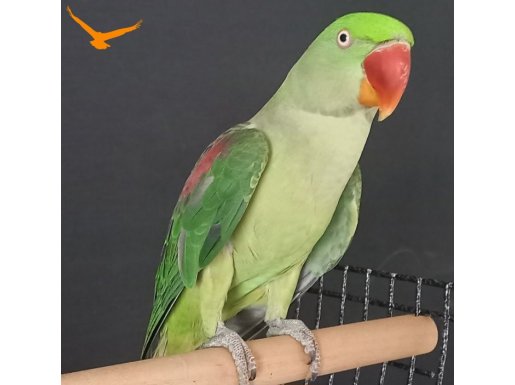 KALEM GİBİ ALEXANDER 