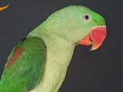 ALEXANDER JUMBO BOY  YAVRU 