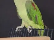 ERKEK GENÇ BİLEZİKLİ JUMBO BOY ALEXANDER 
