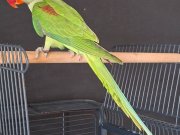 ERKEK YAVRU JUMBO BOY YAVRU BİLEZİKLİ