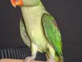 ERKEK ALEXANDER JUMBO BOY 