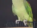 ERKEK GENÇ BİLEZİKLİ JUMBO BOY ALEXANDER 