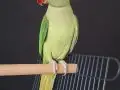 ERKEK GENÇ BİLEZİKLİ JUMBO BOY ALEXANDER 
