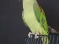 ERKEK GENÇ BİLEZİKLİ JUMBO BOY ALEXANDER 