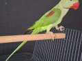ERKEK YAVRU JUMBO  BOY KALİTE  İSTEYEN BUYURSUN 