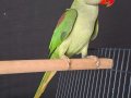 ERKEK YAVRU JUMBO  BOY KALİTE  İSTEYEN BUYURSUN 