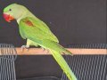 ERKEK YAVRU JUMBO BOY YAVRU BİLEZİKLİ