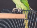 ERKEK YAVRU JUMBO BOY YAVRU BİLEZİKLİ