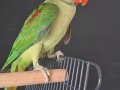 ERKEK YAVRU JUMBO BOY YAVRU BİLEZİKLİ