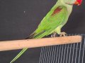 ERKEK YAVRU ALEXANDER JUMBO BOY BİLEZİKLİ 