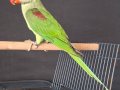 ERKEK YAVRU ALEXANDER JUMBO BOY BİLEZİKLİ 