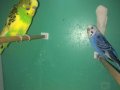 AKKUŞ ÜRETİM ÇİFTLİĞİNDEN SATILIK MUHABBET KUŞLARI