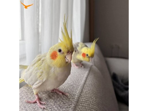 Dişi lutino 1 yaşında