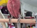 Full Evcil Belgeli Gallah Kakadu
