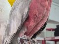Full Evcil Belgeli Gallah Kakadu