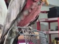 Full Evcil Belgeli Gallah Kakadu