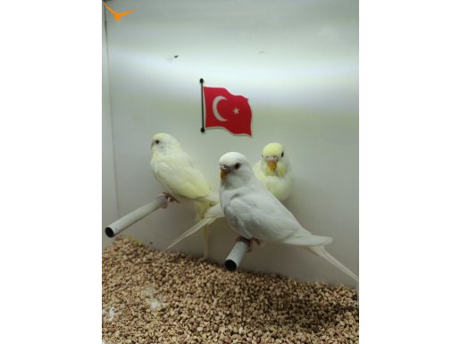 Ele almıştırmalık yavru