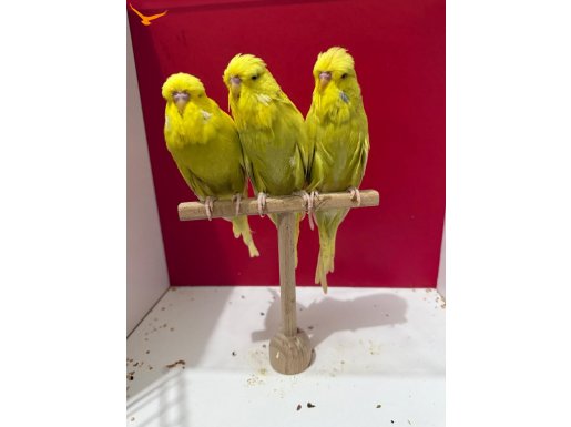 Yavru ve takım şhowlar