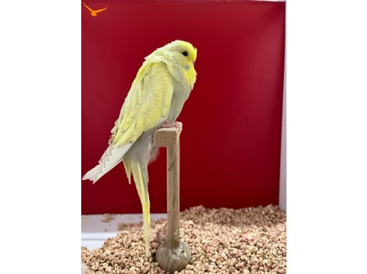 Şhow muhabbet yavruları 