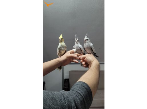 Ele alışkın erkek dişi papağanlar 