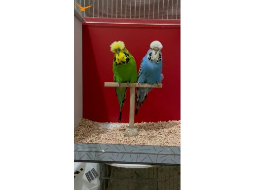 Vasıflı şhow muhabbetler ve yavrular