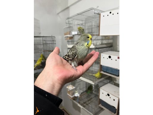 Yavru renk güzeli goldenface şhow jumbo 