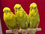 Yavru ve takım şhowlar