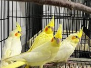 Bebek lutino sultan papağanları uysal