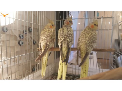 Ev Üretimi -Sultan Papağanı Yavruları