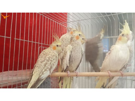 EV ÜRETİMİ SULTAN PAPAĞANI YAVRULARI