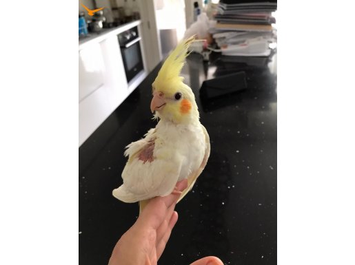 Sevimli Yakışıklı Lutino Sultan Papağanı Yavrum Pikachu muz 