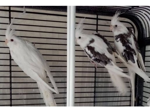Son Kalan Ev Üretimi Heavy Pied Sutan Papağanları