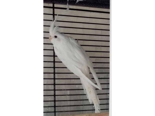 5 Yumurtalı Takım Ev Üretimi Heavy erkek Albino Dişi