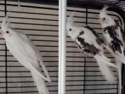 Son Kalan Ev Üretimi Heavy Pied Sutan Papağanları