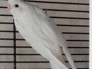 5 Yumurtalı Takım Ev Üretimi Heavy erkek Albino Dişi