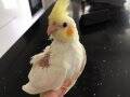 Sevimli Yakışıklı Lutino Sultan Papağanı Yavrum Pikachu muz 