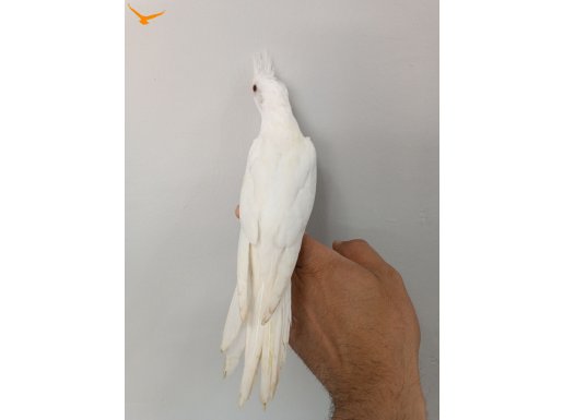 Yavru Albino WF Pied Cinnemon 