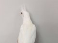 Yavru Albino WF Pied Cinnemon 