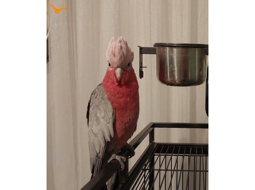 Sosyal ve Oyuncu 2 Yaşında Gül Kakadu - Kafes ve Oyun Alanı Dahil