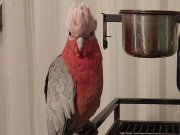 Sosyal ve Oyuncu 2 Yaşında Gül Kakadu - Kafes ve Oyun Alanı Dahil