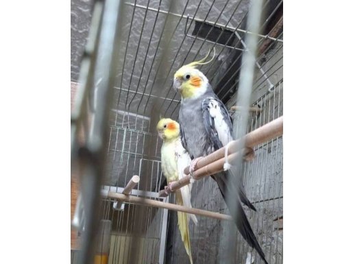 3 Takım Sultan Papağan