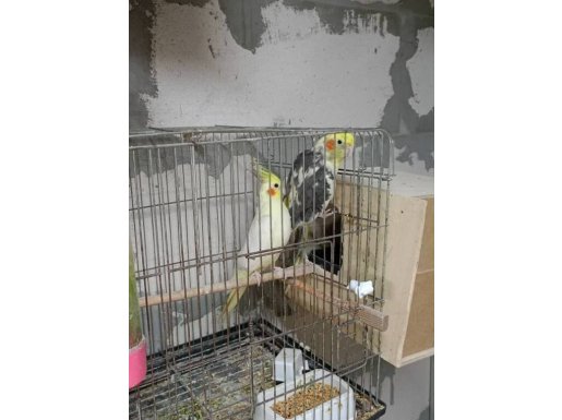 Damızlık Takım yavrulu sultanlar