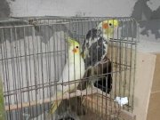 Damızlık Takım yavrulu sultanlar