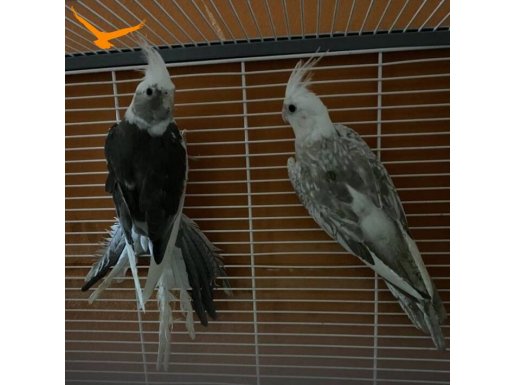 Ev üretimi yavru ve yetişkin sultan papağanı 