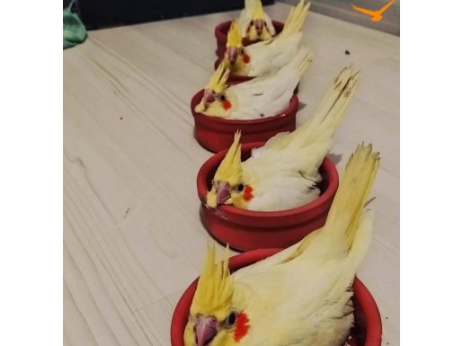  hobi üretimi sultan papağanları 