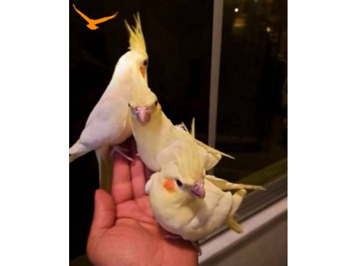 Ele kola gelen kendini sevdiren sultan papağan